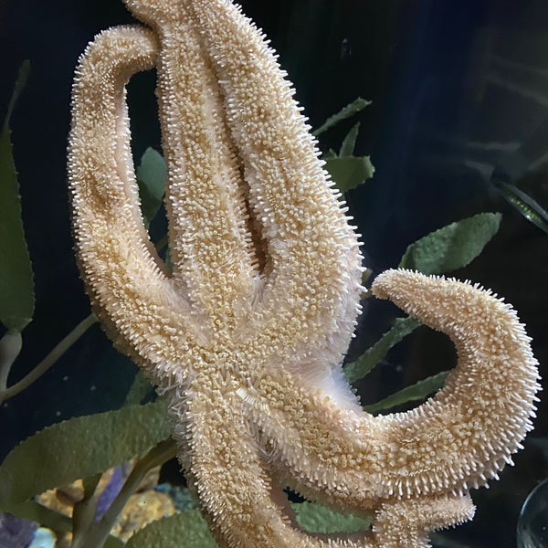 Foto tomada en Aquarium of the Bay  por 💗Dany G. el 6/22/2021