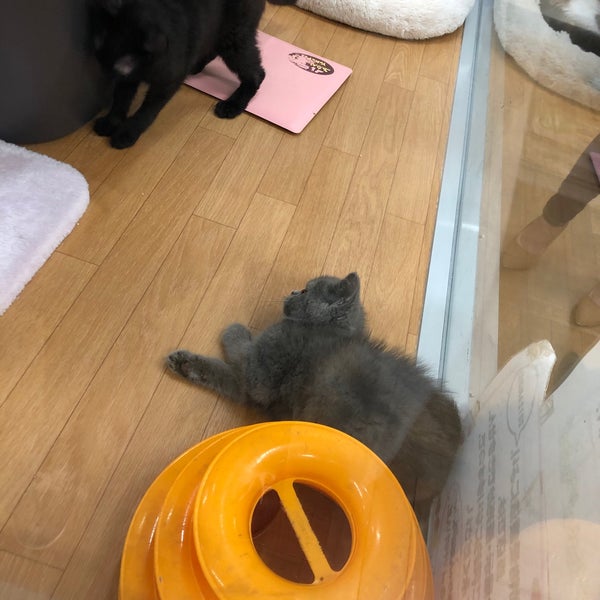 Рыбка петушок rosetail. Вивавит картинки. Вива пет. Viva группа вокальная состав. Вива пет.