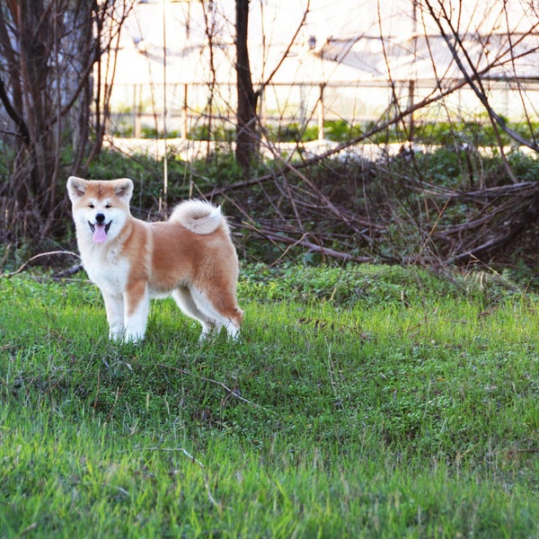 Toruko No Hoshi Kennel Japon Akita Inu Uretim Ve Egitim Ciftligi Antalya Antalya Da Fotograflar