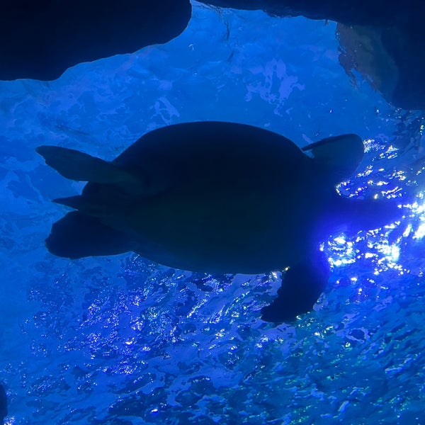 Photo taken at Ripley&#39;s Aquarium by Melissa T. on 2/5/2022