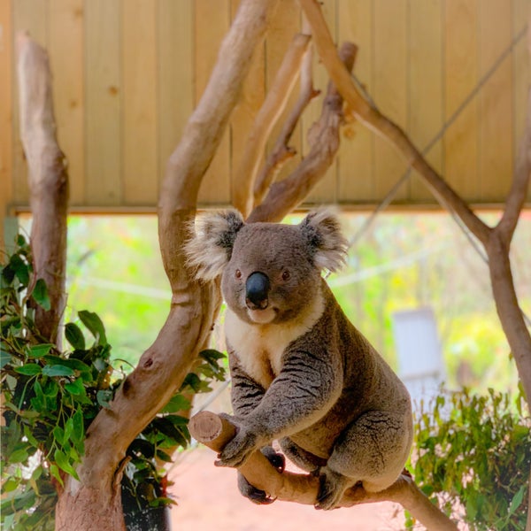 Photos at Symbio Wildlife Park Zoo