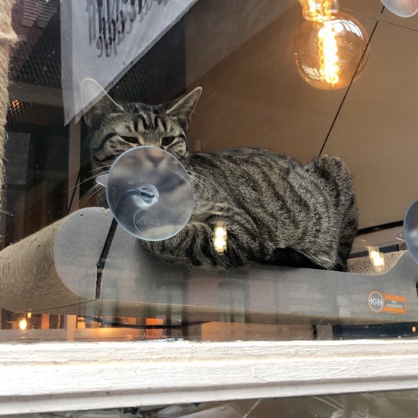 Brooklyn Cat Cafe Brooklyn Heights 8 tips from 496 visitors