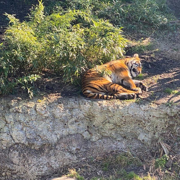 Photo taken at Audubon Zoo by Ian S. on 12/30/2019