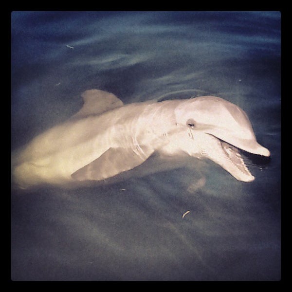 Photo taken at Dolphin Research Center by Mermaids B. on 3/31/2013