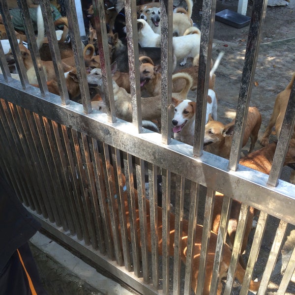 4PAWS Dog Shelter Animal Shelter in Teluk Bahang