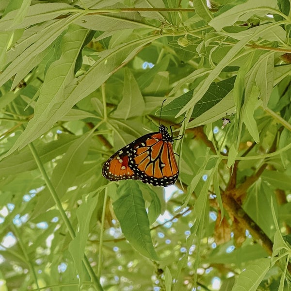 8/15/2023 tarihinde E. M.ziyaretçi tarafından Dallas Arboretum and Botanical Garden'de çekilen fotoğraf