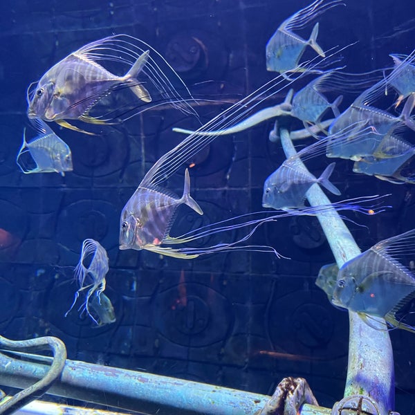 Foto scattata a The Lost Chambers Aquarium da Mo&#39;tasem il 6/16/2023