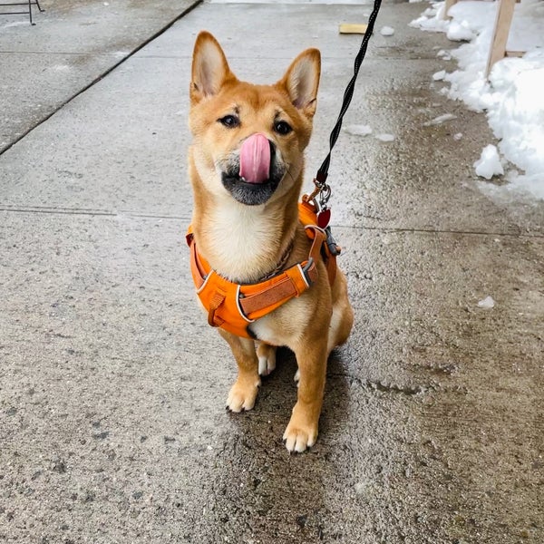 รูปภาพถ่ายที่ Inwood Farm โดย Tian T. เมื่อ 2/4/2021