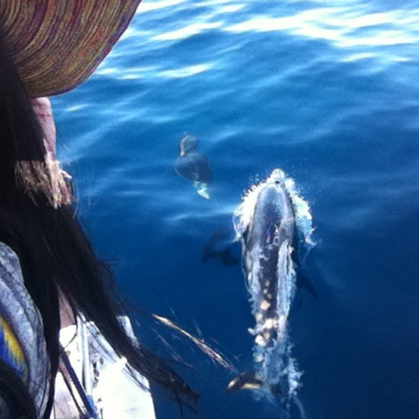 Foto scattata a Capt. Dave&#39;s Dana Point Dolphin &amp; Whale Watching Safari da Lily G. il 1/18/2014