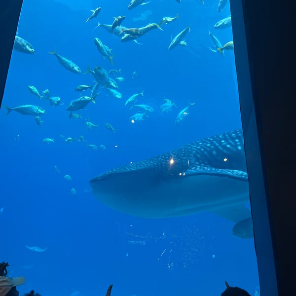 Foto diambil di Georgia Aquarium oleh Nethmee D. pada 12/31/2023