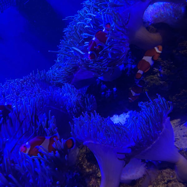 Das Foto wurde bei Georgia Aquarium von Nethmee D. am 12/31/2023 aufgenommen