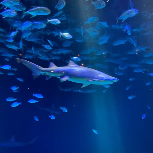 Foto scattata a New York Aquarium da Jesse L. il 10/6/2023