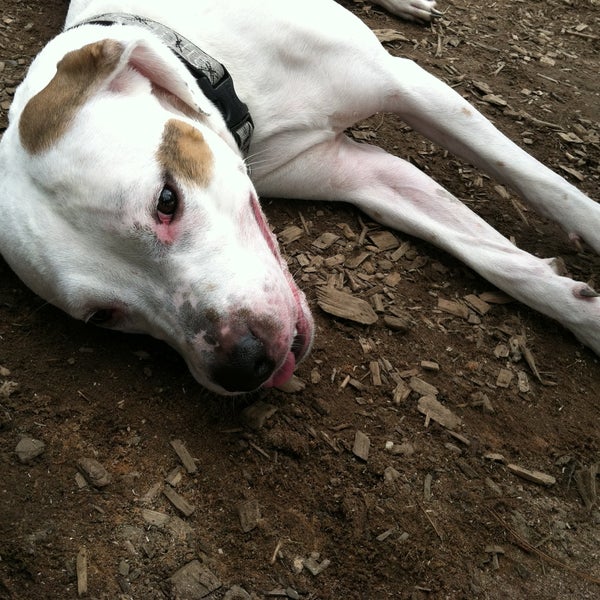 Shelburne Dog Park Shelburne, VT