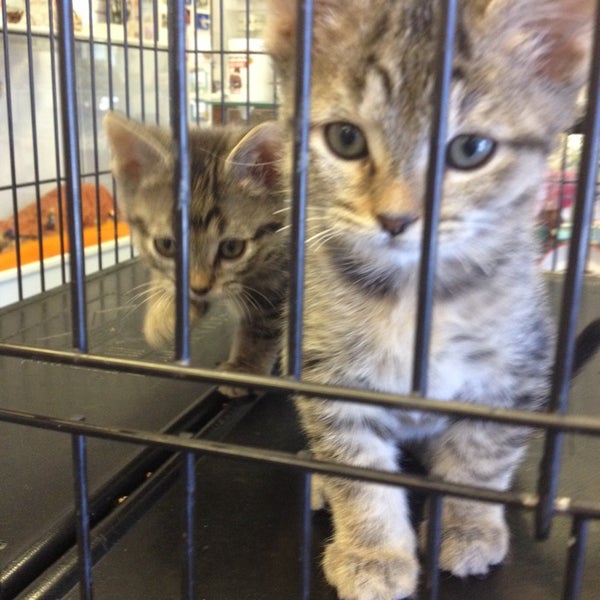 Cats unlimited Pet Supplies Store in Bedford