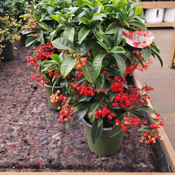 Artiflora Platja d'Aro, Catalogne