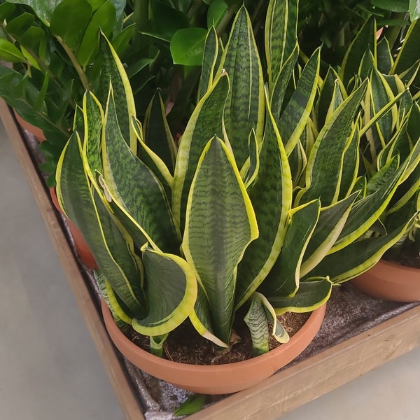 Artiflora Platja d'Aro, Catalogne