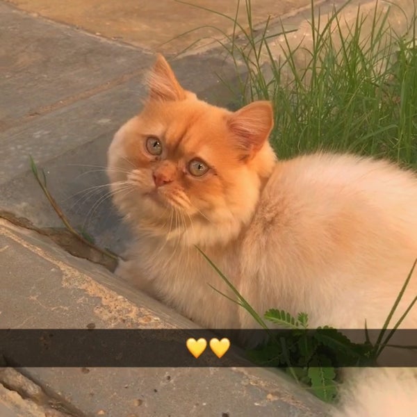 Photos At عيادة أوكا البيطرية Khobar الشرقية