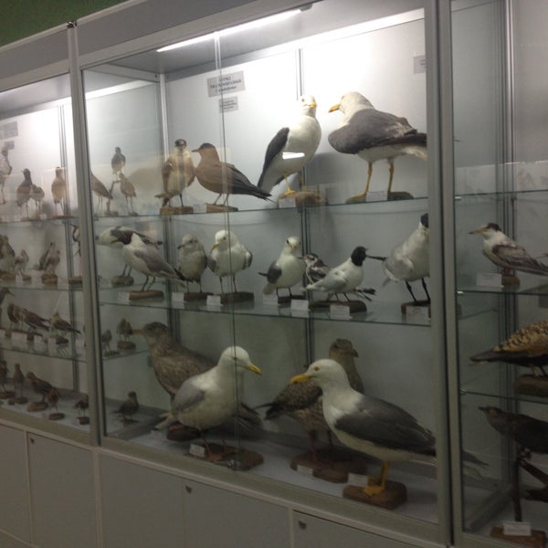 зоомузей киров ленина 160. зоологический музей киров нововятск. киров музей зоологии. зоологический музей киров. зоологический музей киров нововятск.