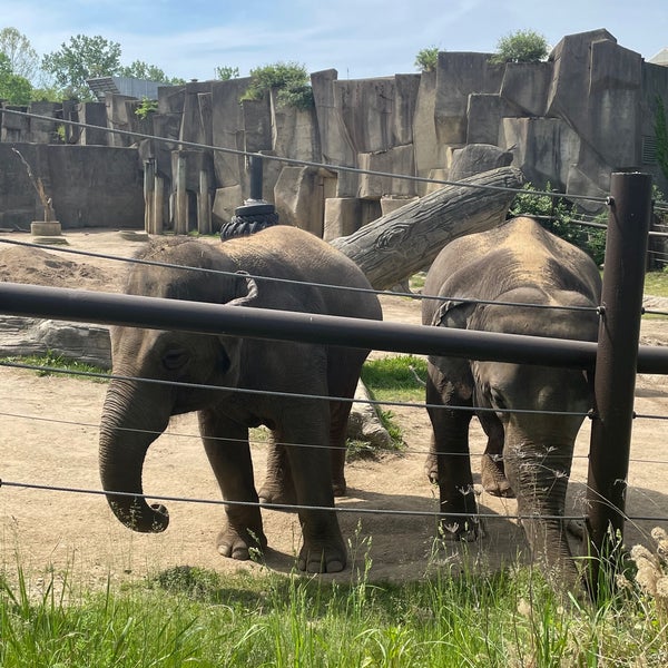 Elephant Exhibit 3 tips de 603 visitantes