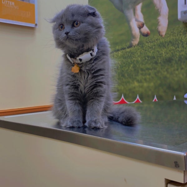 9/17/2022にAbdulazizがAdvanced Pet Clinicで撮った写真