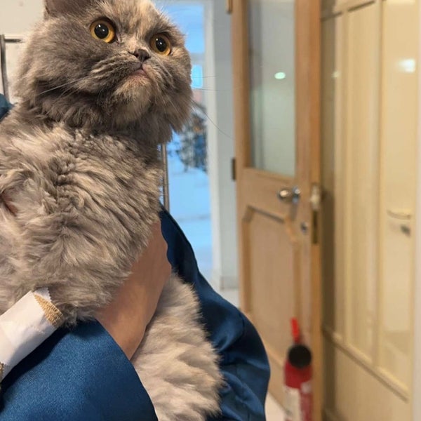 Advanced Pet Clinic عيادة الحيوانات الأليفة المتقدمة Veterinarian