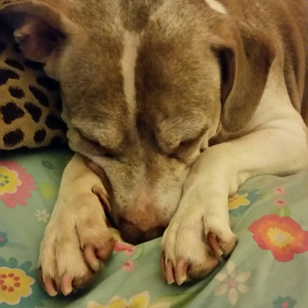 Park Pet Supply Pet Supplies Store in Atlanta