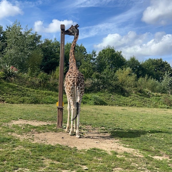 8/14/2021 tarihinde ✨ziyaretçi tarafından Chessington World of Adventures Resort'de çekilen fotoğraf