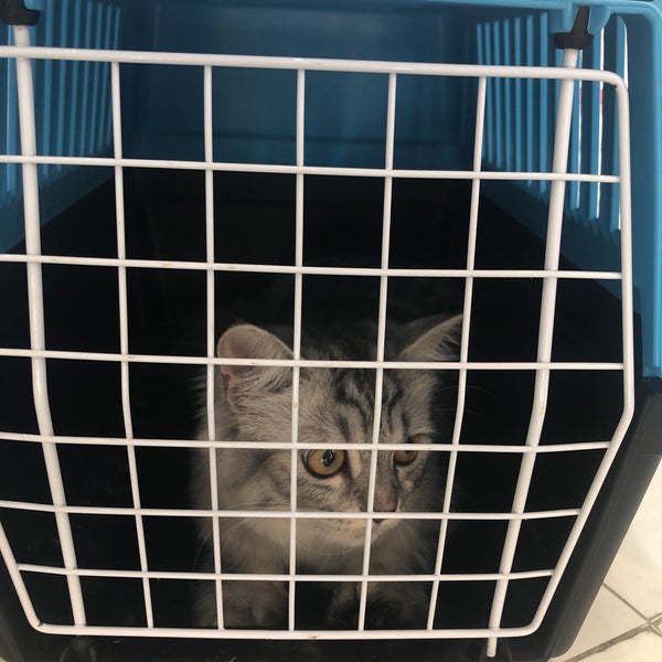 Photos At Oka Veterinary Clinic Veterinarian In Al Khobar