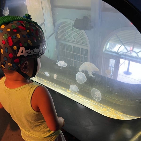 Roundhouse Marine Lab & Aquarium Sand Section 12 tips