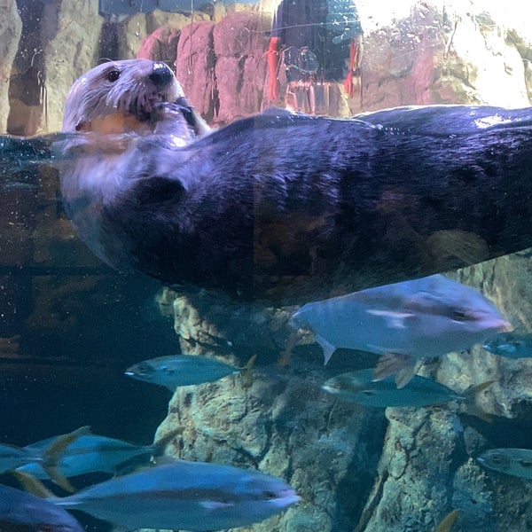Photo taken at Aquarium of the Pacific by Jenn A. on 5/8/2021