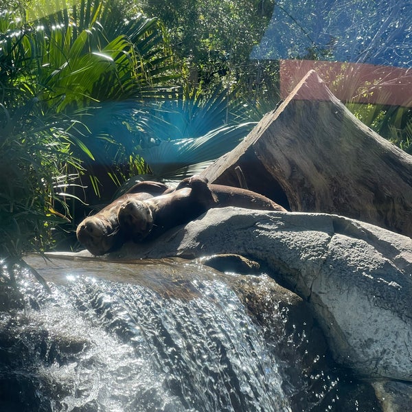 4/2/2023 tarihinde Jenn A.ziyaretçi tarafından Los Angeles Zoo &amp; Botanical Gardens'de çekilen fotoğraf