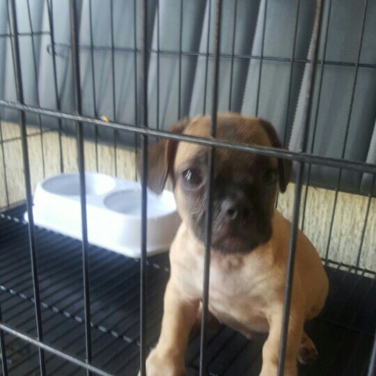 Pet Solution Veterinary Clinic & Grooming Salon Malolos, Bulacan