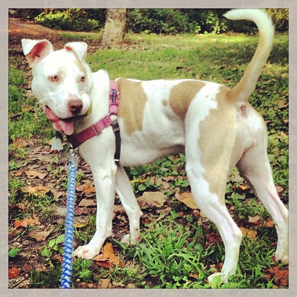 Daisy Field Roxborough Philadelphia, PA