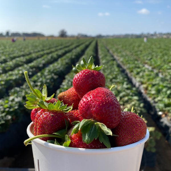 Foto diambil di U-Pick Carlsbad Strawberry Co. oleh Os 🇸🇦 pada 6/21/2020