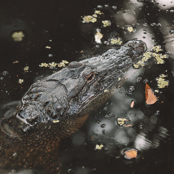 Take a ride through the bayou & see live alligators in their natural habitat. The swamp tours go slow & gentle, while the airboats have a fast ride.  The best part both allow you to hold a baby gator!