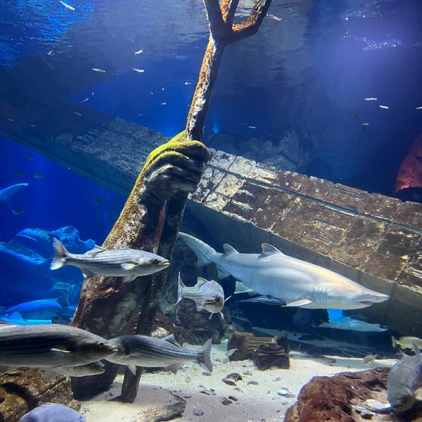 Foto tirada no(a) Long Island Aquarium &amp; Exhibition Center (Atlantis Marine World) por Katie O. em 12/22/2022