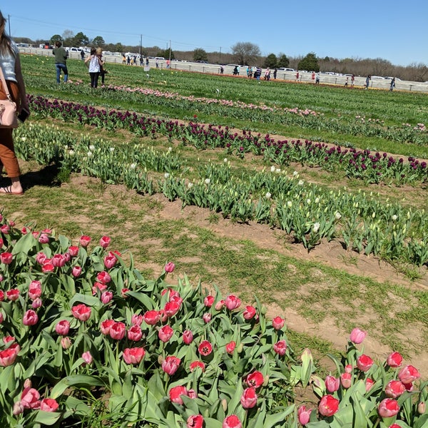3/14/2019에 Katie O.님이 Texas-Tulips, LLC에서 찍은 사진