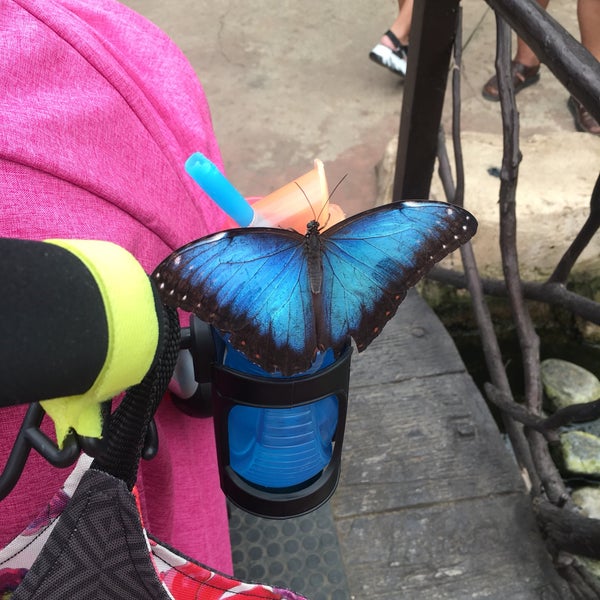 Photo taken at Mariposario de Benalmádena - Benalmadena Butterfly Park by Danya on 7/1/2019