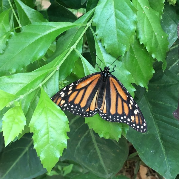 รูปภาพถ่ายที่ Mariposario de Benalmádena - Benalmadena Butterfly Park โดย Danya เมื่อ 7/1/2019