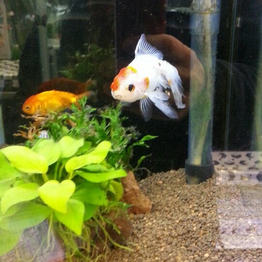 ペット家族 成城店 Pet Store In 世田谷区