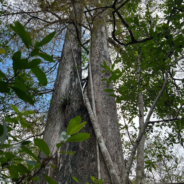 Photo taken at Audubon&#39;s Corkscrew Swamp Sanctuary by Allison C. on 11/24/2023