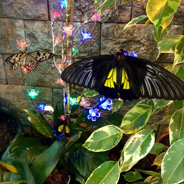 Выставка бабочек колизей. Сад живых бабочек Миндо. Живые бабочки Миндо. Живые бабочки сад Филицина. Сад бабочек в навасибирск.