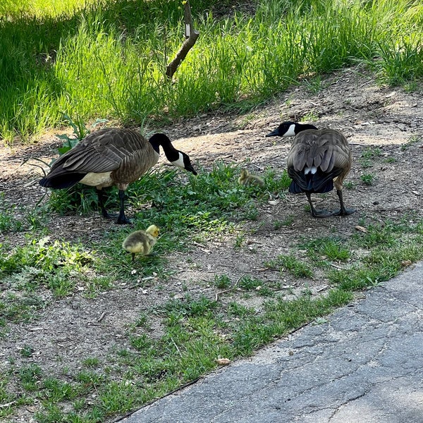 Photo taken at Descanso Gardens by Tommy D. on 4/27/2023