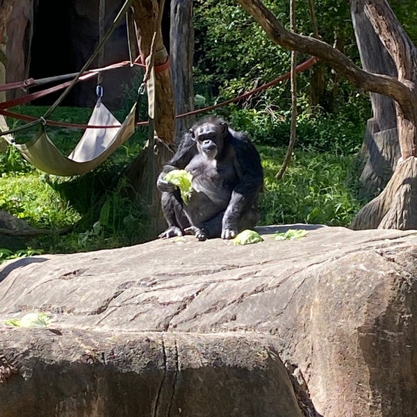 Foto tirada no(a) Saint Louis Zoo por Paul P. em 5/29/2022