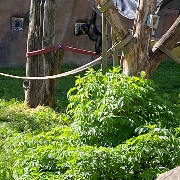 Foto scattata a Saint Louis Zoo da Paul P. il 5/29/2022