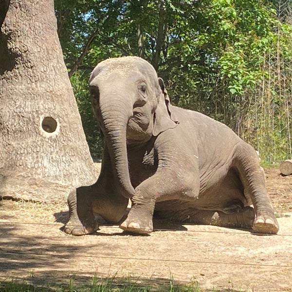 Photo taken at Saint Louis Zoo by Paul P. on 5/29/2022