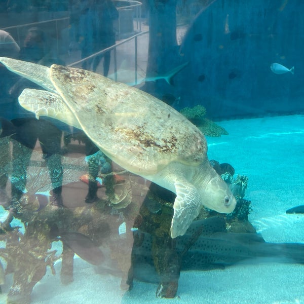 Das Foto wurde bei Aquarium of the Pacific von Alex O. am 5/15/2021 aufgenommen