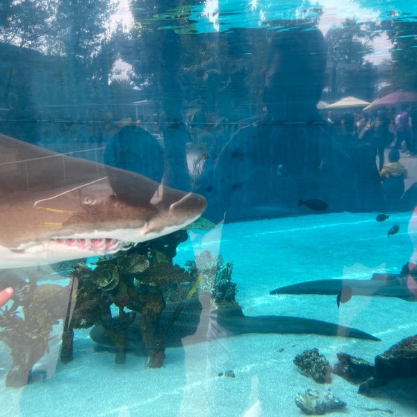 5/15/2021 tarihinde Alex O.ziyaretçi tarafından Aquarium of the Pacific'de çekilen fotoğraf
