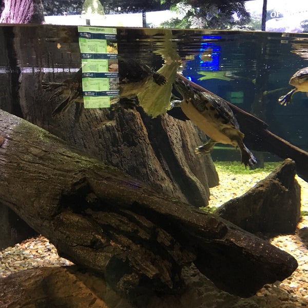 Снимок сделан в OdySea Aquarium пользователем Wendy B. 2/22/2019