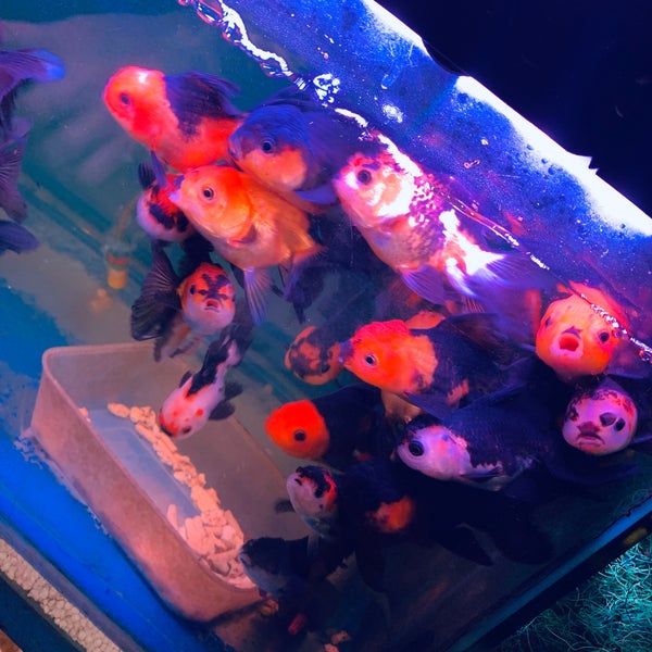 Irene aquarium shop pet saloon